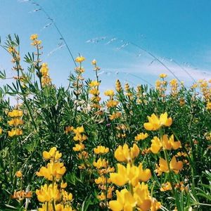 Meet your Posher, Sienna